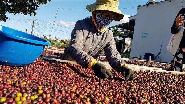 Logistics Solutions for Coffee Export Businesses