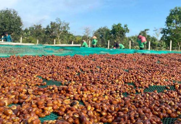 Logistics Solutions for Coffee Export Businesses