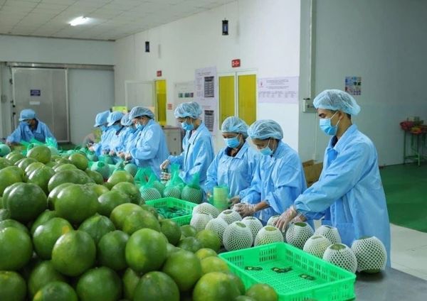 Công Ty Vận Chuyển & Làm Thủ Tục Xuất Khẩu Nông Sản Sang Nhật Uy Tín
