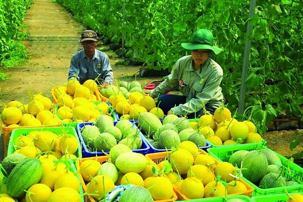 Công Ty Vận Chuyển & Làm Thủ Tục Xuất Khẩu Nông Sản Sang Nhật Uy Tín