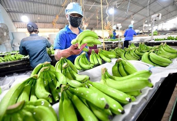 Cold Chain Logistics for Fruit Exporters