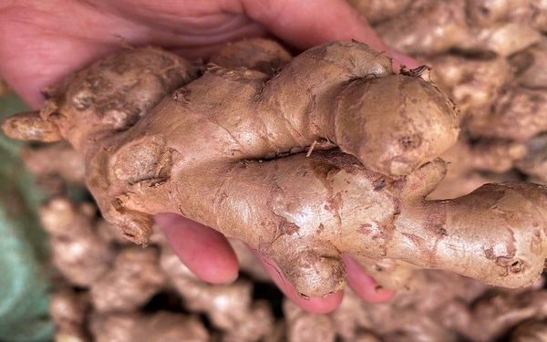 Tiêu Chuẩn, Kiểm Dịch Và Thủ Tục Xuất Khẩu Gừng Tươi