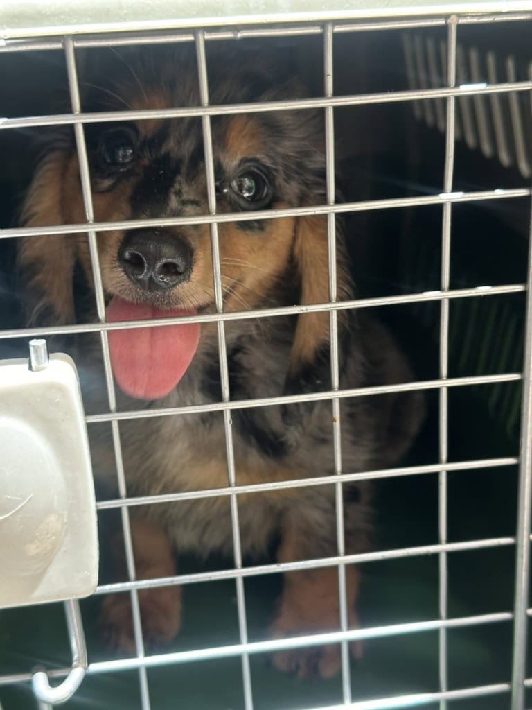 pet transport