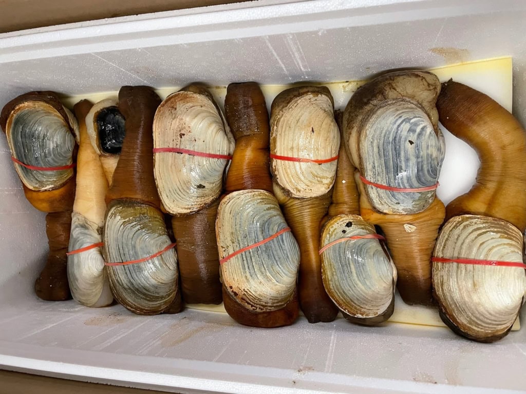 shipping seafood by air (3)