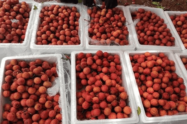 preserving lychee for export to Japan (1)