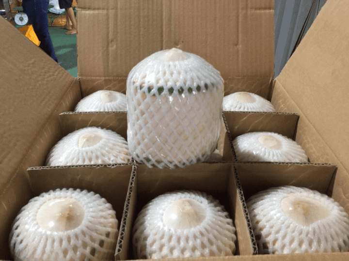 peeled coconut for export