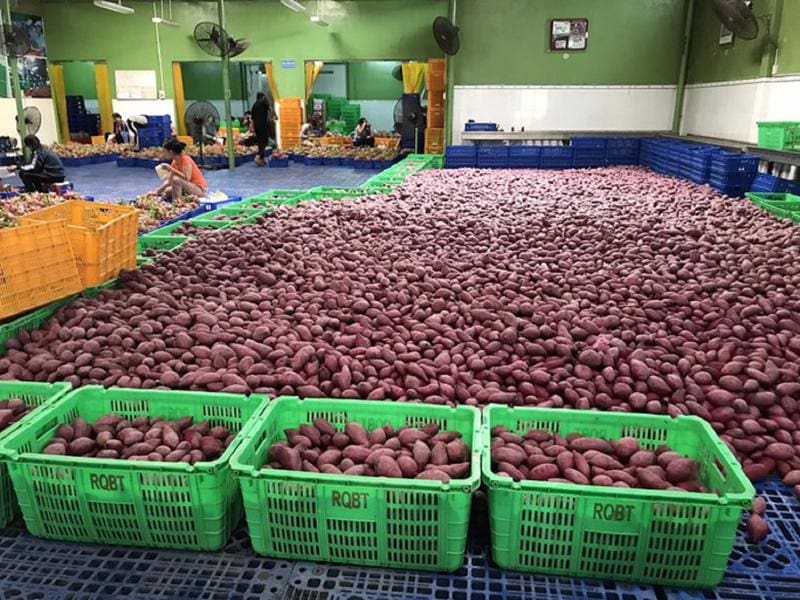 Công Ty Vận Chuyển & Làm Thủ Tục Xuất Khẩu Nông Sản Sang Nhật Uy Tín