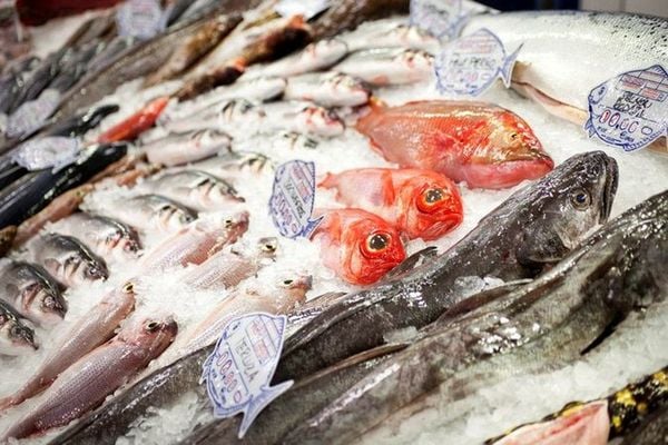 Top 6 Frozen Food & Cold Chain Shipping Companies