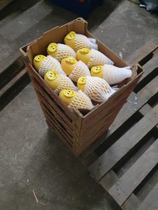 vận chuyển và bảo quản xoài đi bắc nam vận chuyển và bảo quản xoài đi bắc nam